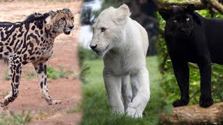 Download lagu King Cheetah, Singa Putih, Harimau Hitam, dan Keunikan Kucing Besar Lainnya mp3 Download lagu King Cheetah, Singa Putih, Harimau Hitam, dan Keunikan Kucing Besar Lainnya mp3