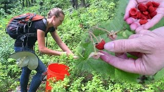 Foraging for Wild Edible Plants & Bartering with Free Forest Food?