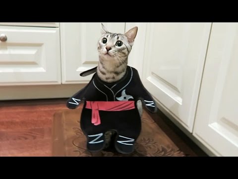 Seen a Ninja Kitten before?
