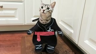 NINJA KITTY