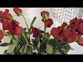 How To Revive Wilted Roses Time Lapse