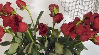 How To Revive Wilted Roses Time Lapse