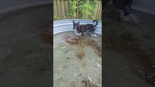 Video preview image #1 Mutt Puppy For Sale in Jackson, MS, USA