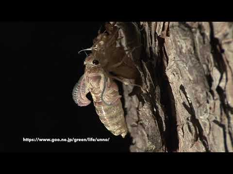 ハルゼミ（春蟬）の羽化　Terpnosia vacua