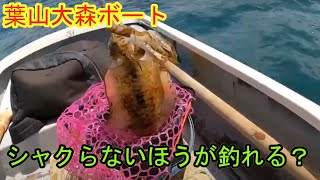 大森ボート　アオリイカ