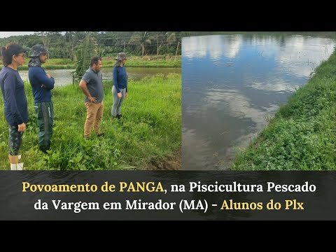 Povoamento de panga - Piscicultura Pescado da Vargem em Mirador (MA) - Alunos do PLX Paulo e Cássia.