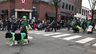 Dog show at St Patrick’s Day 2019