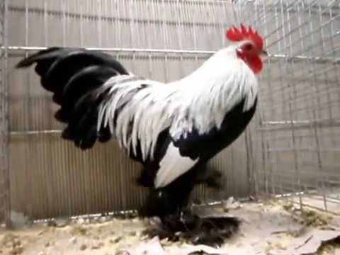 Federfüßige Zwerghühner silberhalsig, Bayerische Landesgeflügelschau