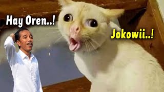 Download lagu Funny Viral! Cats Can Talk Jokowi & Agus Make You Laugh ~ Latest Funny Cat Videos 2023 mp3 Download lagu Funny Viral! Cats Can Talk Jokowi & Agus Make You Laugh ~ Latest Funny Cat Videos 2023 mp3