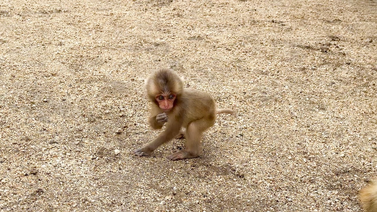 これは反則…生まれたばかりの赤ちゃん猿の行動が想像以上だった