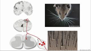 David Ginty - The Sensory Neurons of Touch
