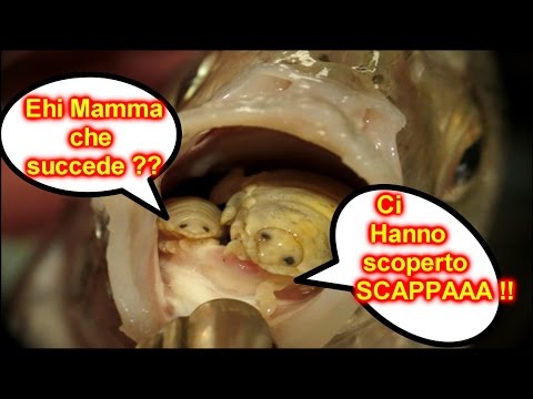 Trattamento di vermi da olio di seme di lino Lanalisi su Saratov helminths