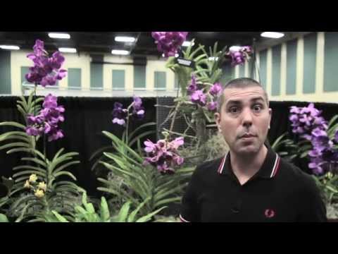 Como 'anabolizar' suas Orquídeas