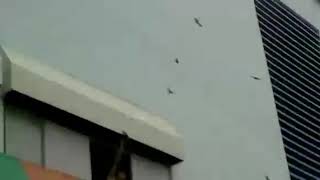 Download lagu Suara panggil walet SUPER Terbaik top respon Kalimantan Sulawesi Sumatra Malaysia mp3 Download lagu Suara panggil walet SUPER Terbaik top respon Kalimantan Sulawesi Sumatra Malaysia mp3