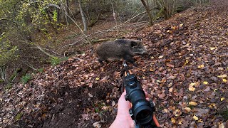 SCHWERE Sauen rücken schlecht - Drückjagd im Sauen Hang (Copterpro Jagd)