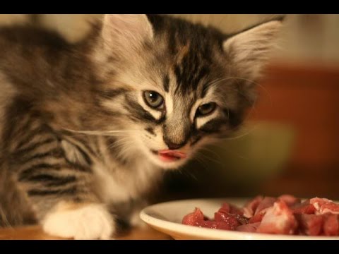 *** Your Cat Will LOVE This *** Home-Cooked Diet Recipe