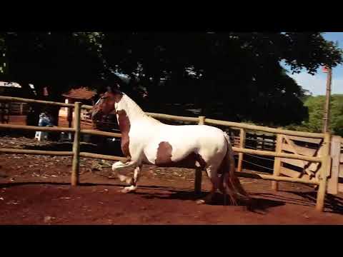 LOTE 14 RESSACA DA SANTA ESMERALDA