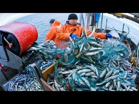 Everyone should watch this Fishermen's video - Amazing Automatic Net Fishing Line Catching Big Fish▶