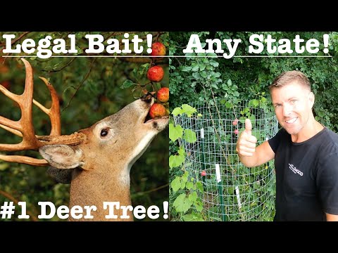 Spring Fruit Tree Planting For Deer! WHY To Plant Fruit Trees For Big Bucks! Better Than Food Plots?