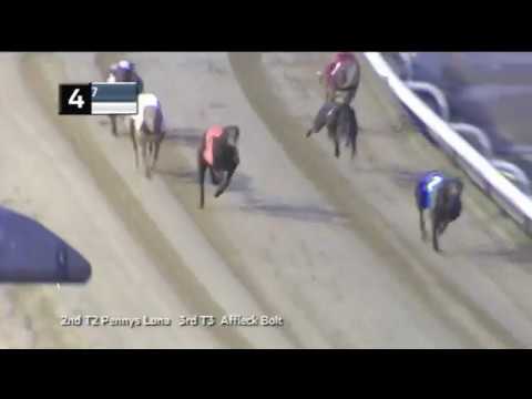 2019 GEORGE ING ST LEGER - HEAT 4 - T4 SHELDAN