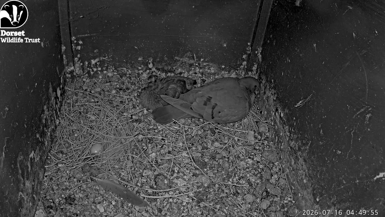 Live webcam view of Lorton Meadows Barn Owl Nest Cam