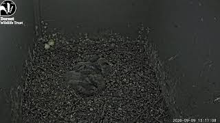 Lorton Meadows barn owls live webcam