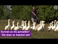 Zomer in Gelderland | Wedden dat je het niet gaat redden #16 | Gelselaar