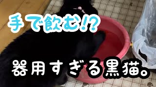 【黒猫】甘えん坊モード全開！水遊びも猫じゃらしも楽しむ保護猫キキ🐈‍⬛