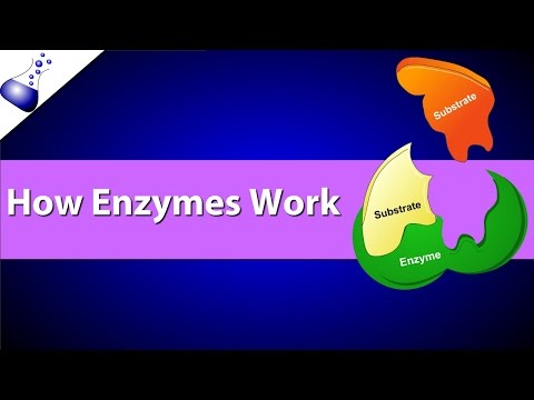 How Enzymes Work