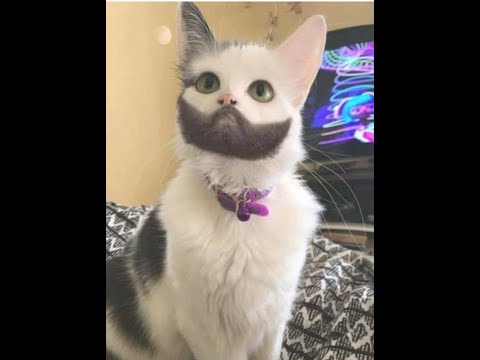 ¡LOS ANIMALES DIVERTIDOS FALLAN! - ¡INTENTA NO REIR EL RETO! (2020)