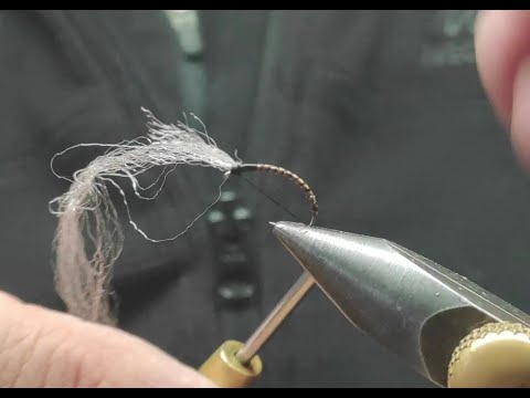 Quironomido  Oliva,  codal de arriba