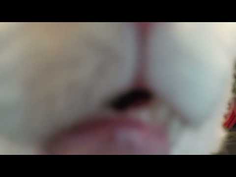 Tyrone Almost Eats Your Screen! Listen To Him Purr