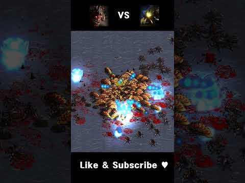 [Starcraft] Can 255 Reavers beat Lurkers ?