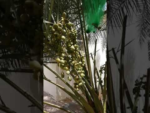 Dates in Arabic tamar