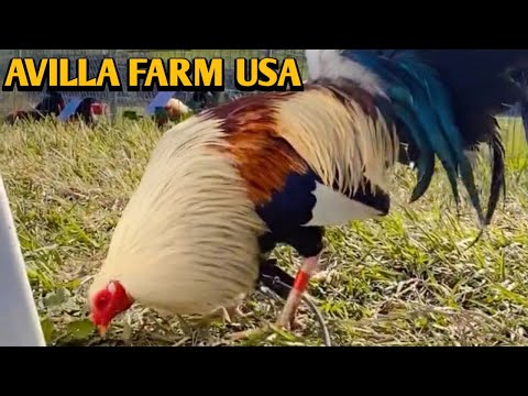 Pure Foster Kelso Roundhead Grey - AVILLA FARM USA