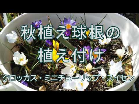 秋のクロッカスと秋のクロッカスを植える 庭の練習