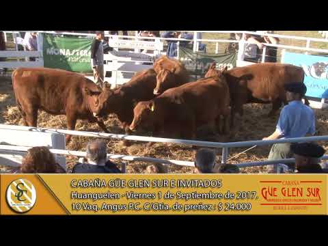 01-09-17 Venta de Vaquillonas P.C. y MAS - Cab. Güe Glen Sur e invitados - Huanguelen.