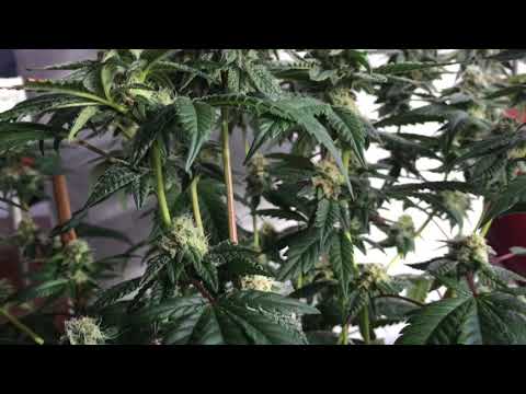 Dosidos Week 4 Flower PCG Purple City Genetics
