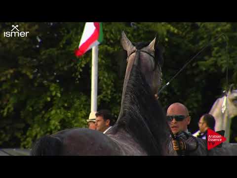 Strohen 2017 C-Show Class 19