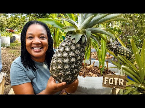 Transforming My Life Through Container Gardening: An Organic Journey