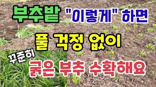 부추밭 "이렇게" 하면 풀걱정없이 굵은 부추 수확해요 부추 풀관리와 양분관리 부추밑거름추비방법