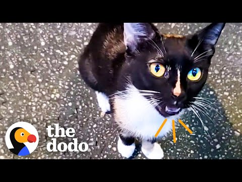 Stray Cat Starts Showing Up At Couple's New House  | The Dodo