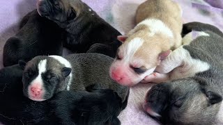 Meet My New One Day Old Foster Puppies!