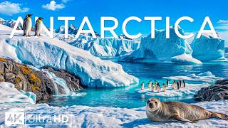 Antarctica’s Untamed Beauty 4K: Untouched Wilderness & Incredible Wildlife