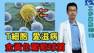 [問卦] T細胞為什麼知道所有細菌跟病毒的種類?