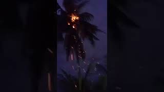 Download lagu VIRAL: Pohon Kelapa Disambar Petir di Keerom - Papua mp3