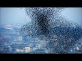 Ten Million Starlings Swarm 7 Tonnes Of Bird Poo Superswarm BBC Earth