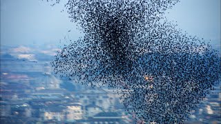 Ten Million Starlings Swarm (7 Tonnes of Bird Poo) | Superswarm | BBC Earth