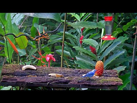 Pair Of Blue-gray Tanagers Share The Panama Fruit Feeder On A Cloudy Afternoon – Aug, 27, 2020