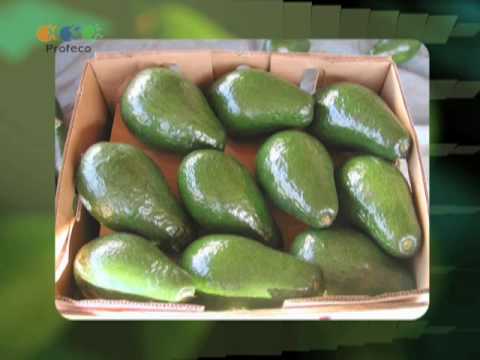 download lagu mp3 mp4 Revista Palta, download lagu Revista Palta gratis, unduh video klip Revista Palta